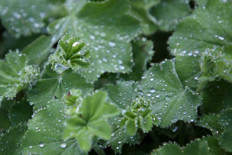 Dewdrop moisture autumn