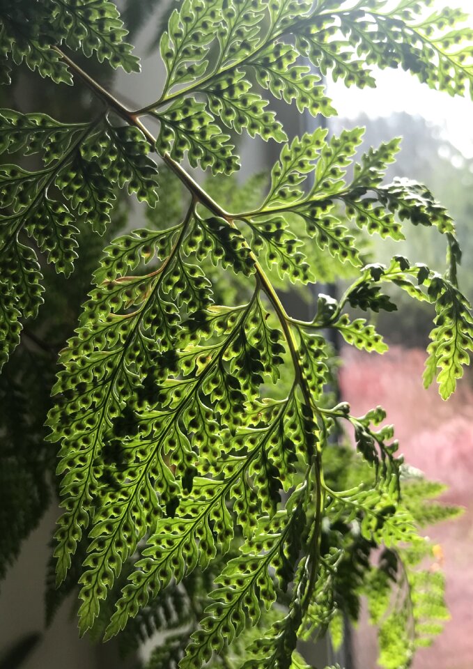 Fern lime green plant