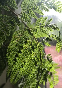 Fern lime green plant