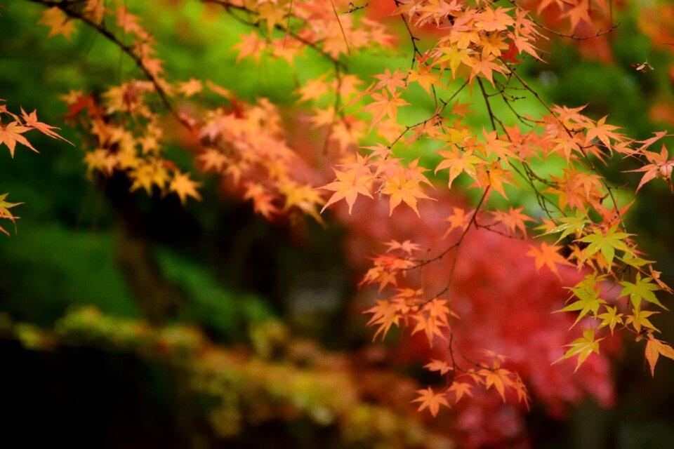 Leaf autumn leaves photo