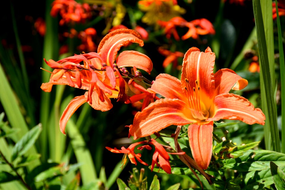 Garden nature summer