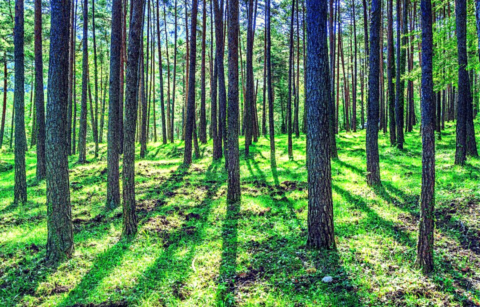 Trees light vegetation