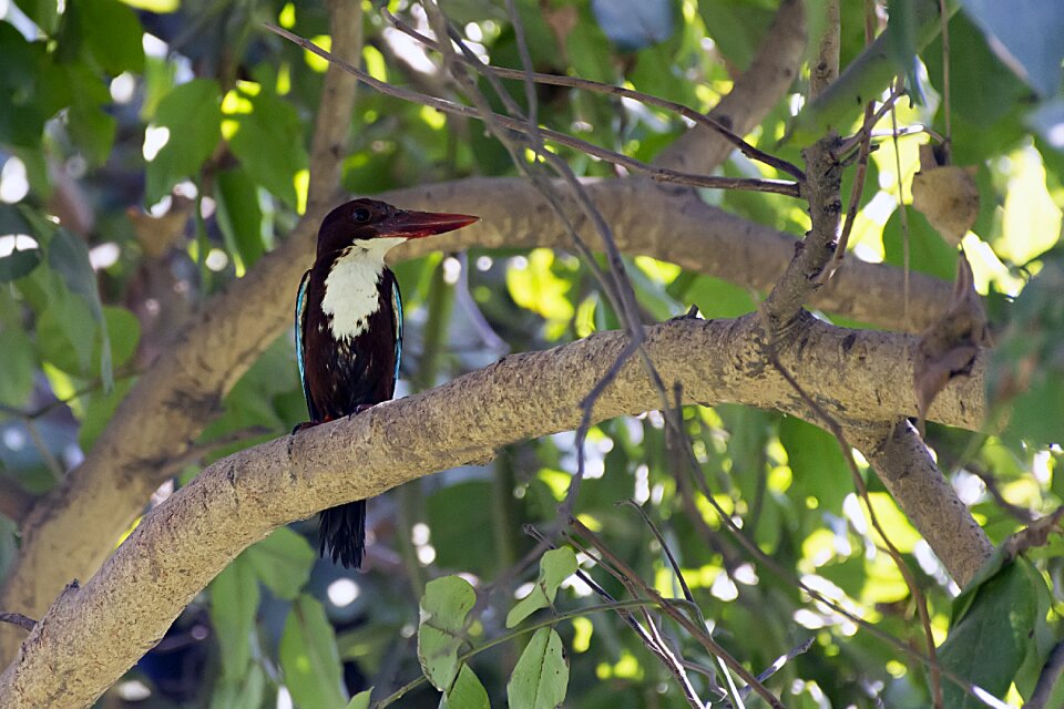 Animal perched colorful