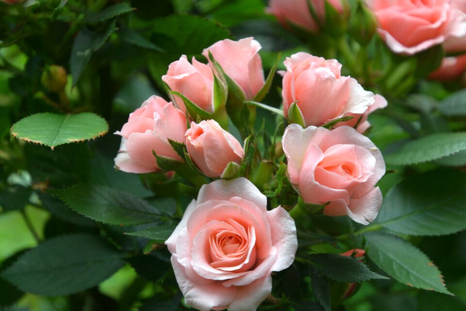 Flower plant rose blooms