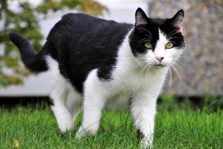 Mustache animal look