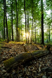 Wood nature sun