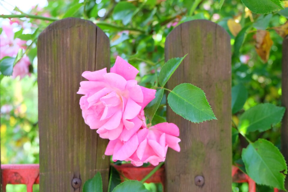Roses pink roses leaves