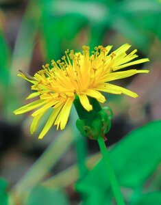 Flowering plant fresh photo