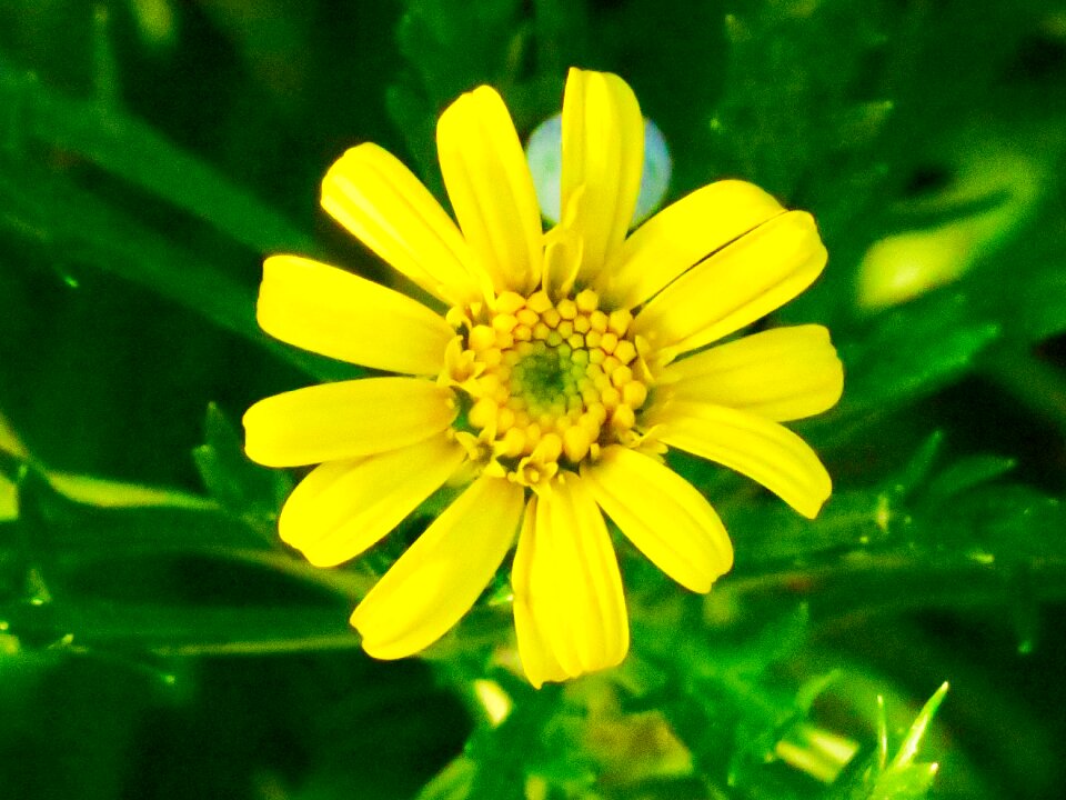 Flowering plant fresh