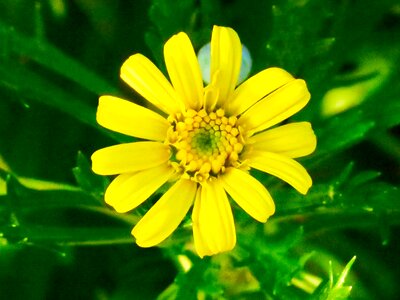 Flowering plant fresh