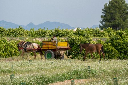 Lawn rural area animalia