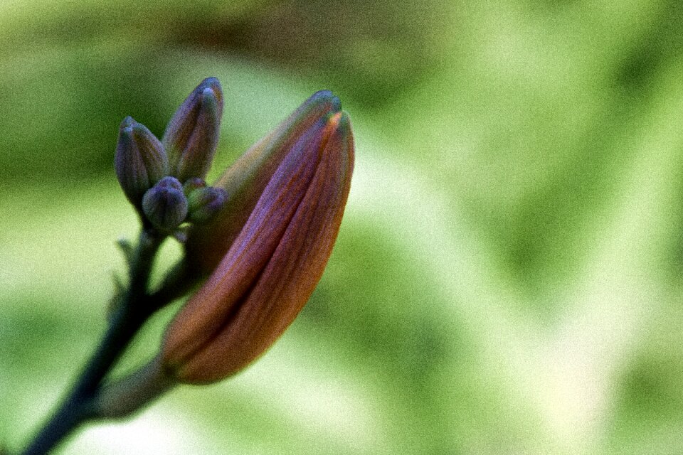 Blossom bloom plant