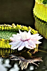 Lotus blossom flower blossom