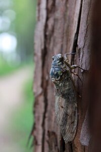 Nature forest wing