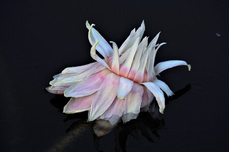 Nature blossom bloom