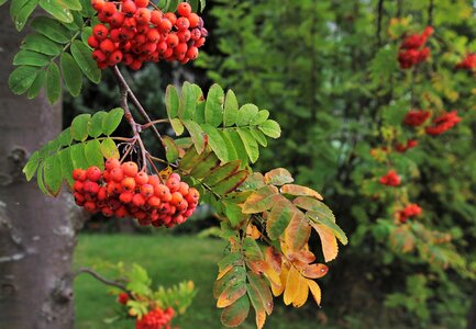 Leaf closeup branch