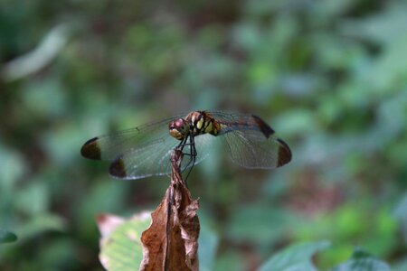 Macro wing twig