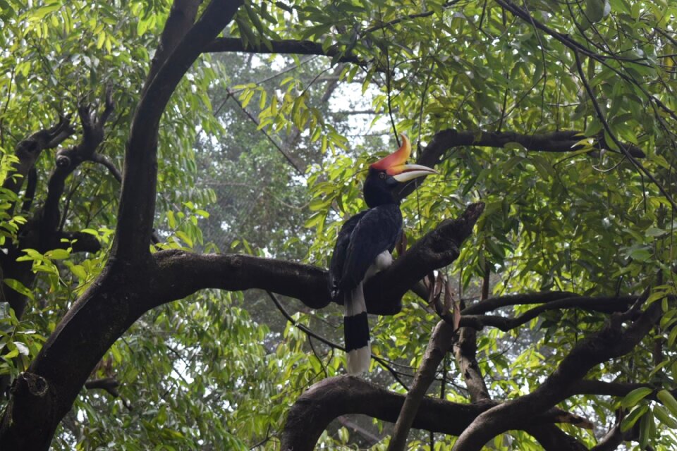 Nature sitting wildlife