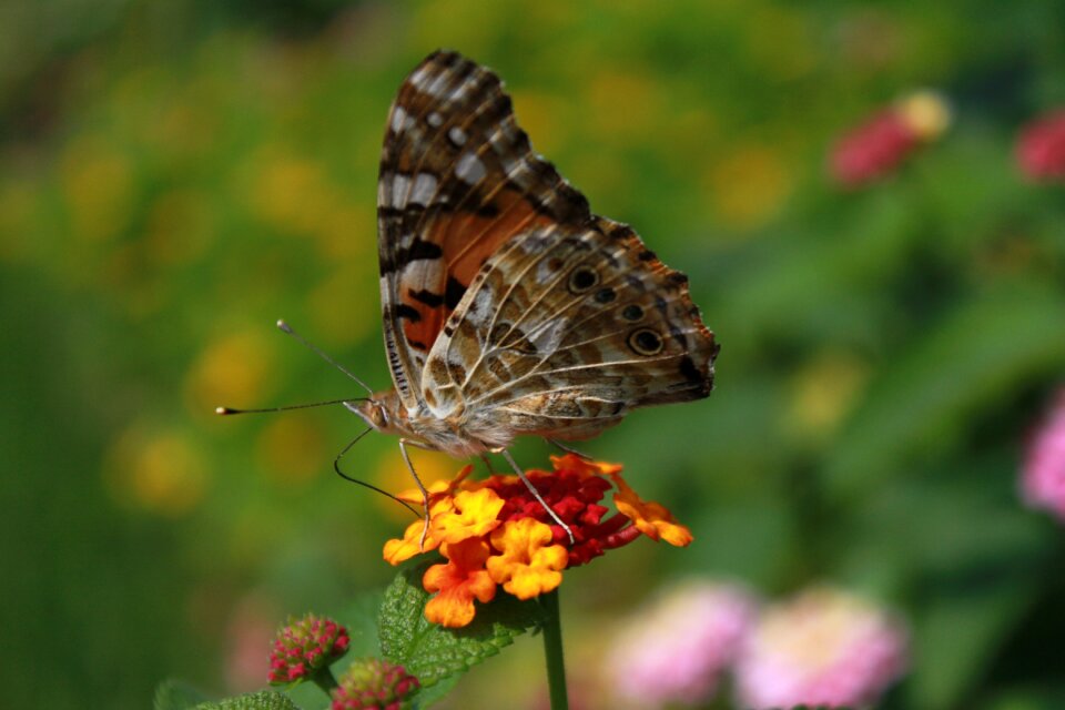 Nature animal macro