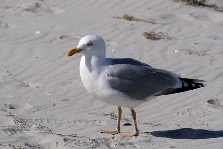 Sand baltic sea animal world