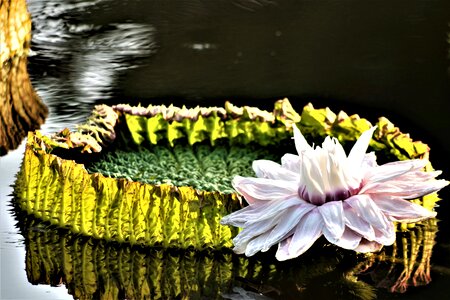 Mirroring aquatic plants nature