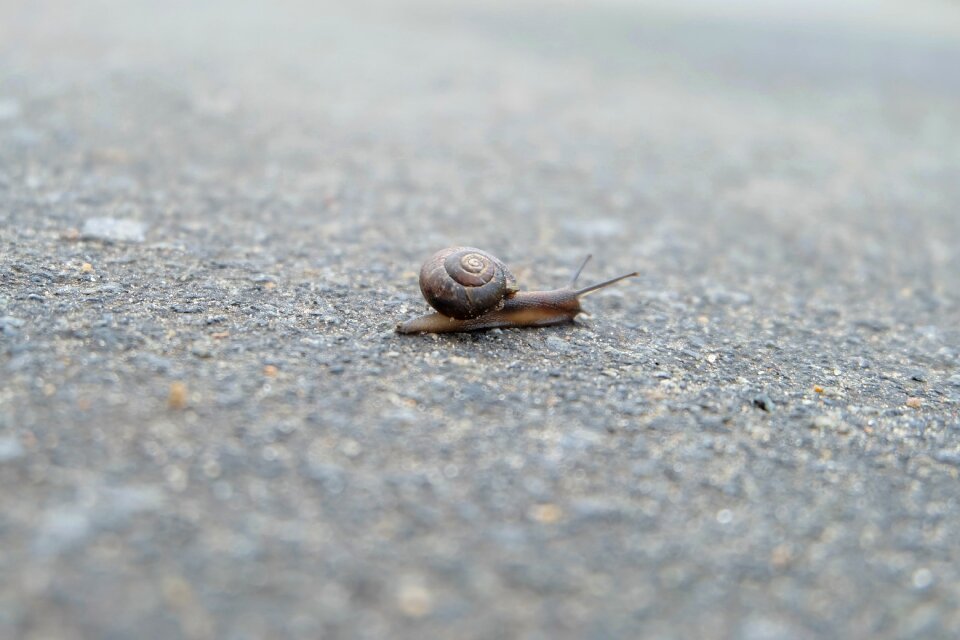Closeup macro slugs