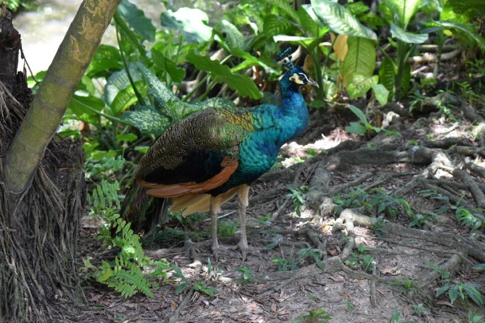 Bird wildlife zoo