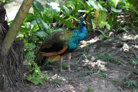 Bird wildlife zoo