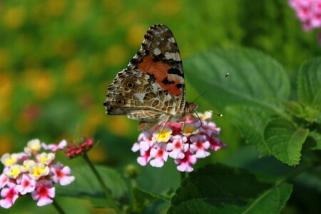 Nature animal macro photo