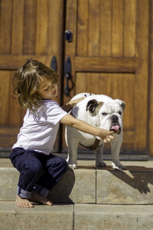 Dog child english bulldog