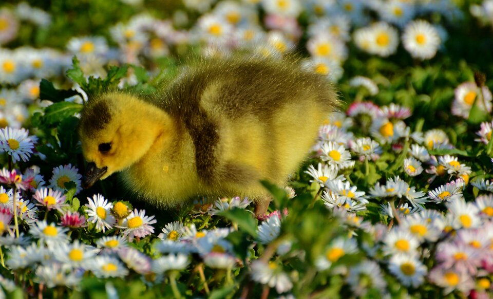 Duck nature meadow