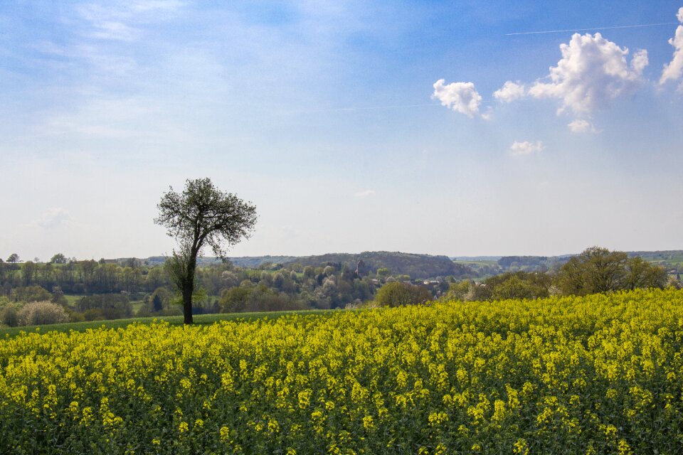 Nature sky oilseed rape