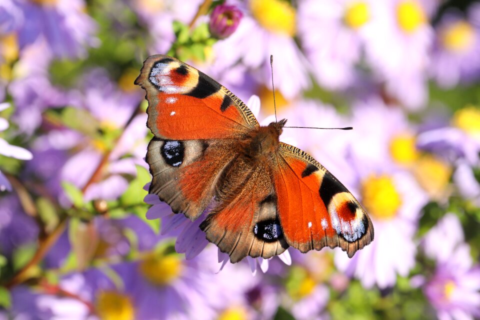 European peacock peacock butterfly aglais io