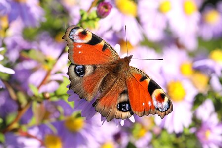 European peacock peacock butterfly aglais io