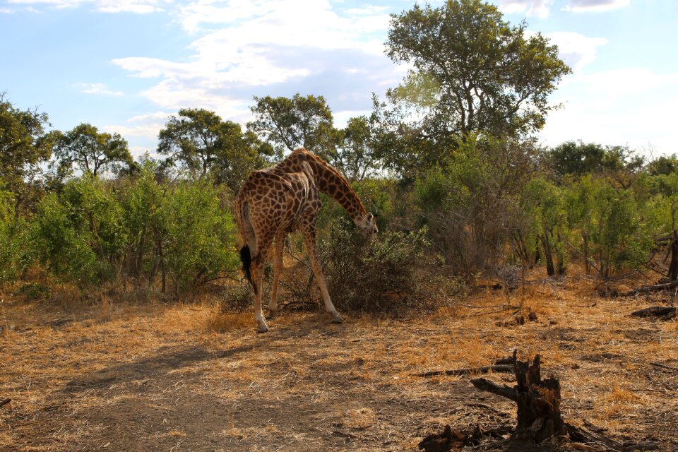 Africa kruger safari