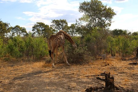 Africa kruger safari