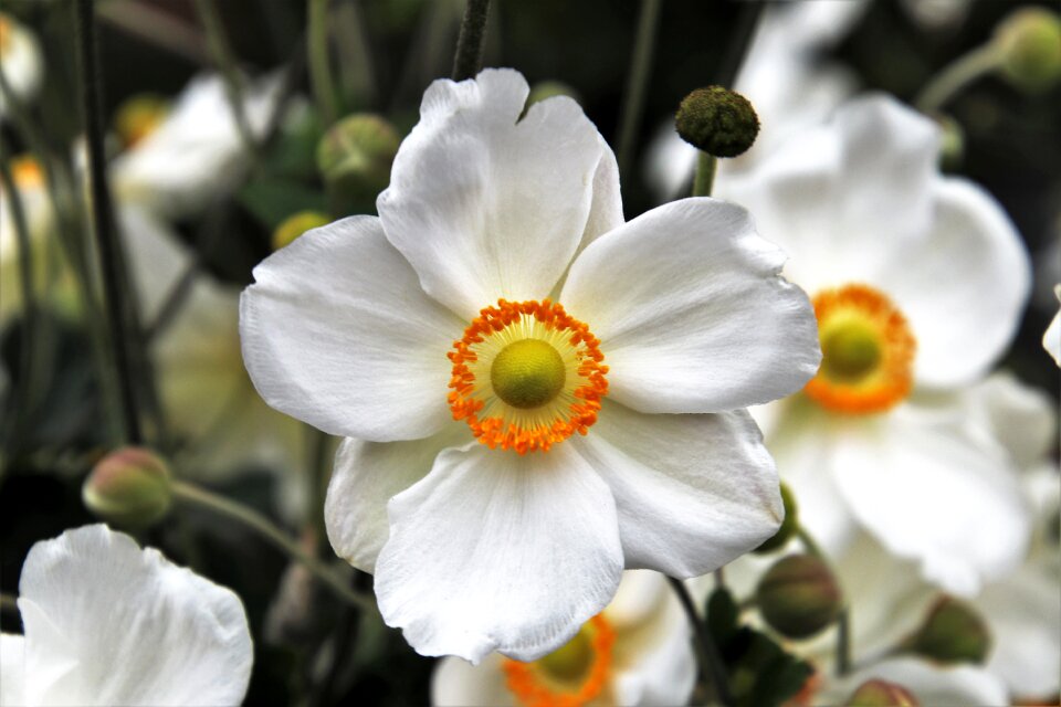 Plant anemones the smell of