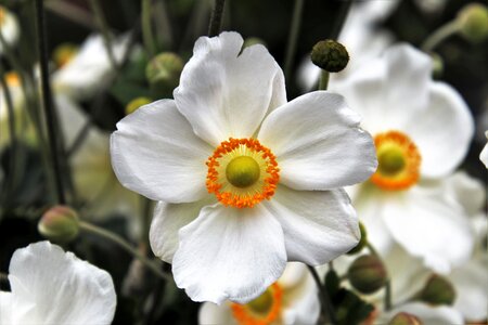 Plant anemones the smell of