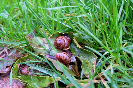 Nature snails slugs
