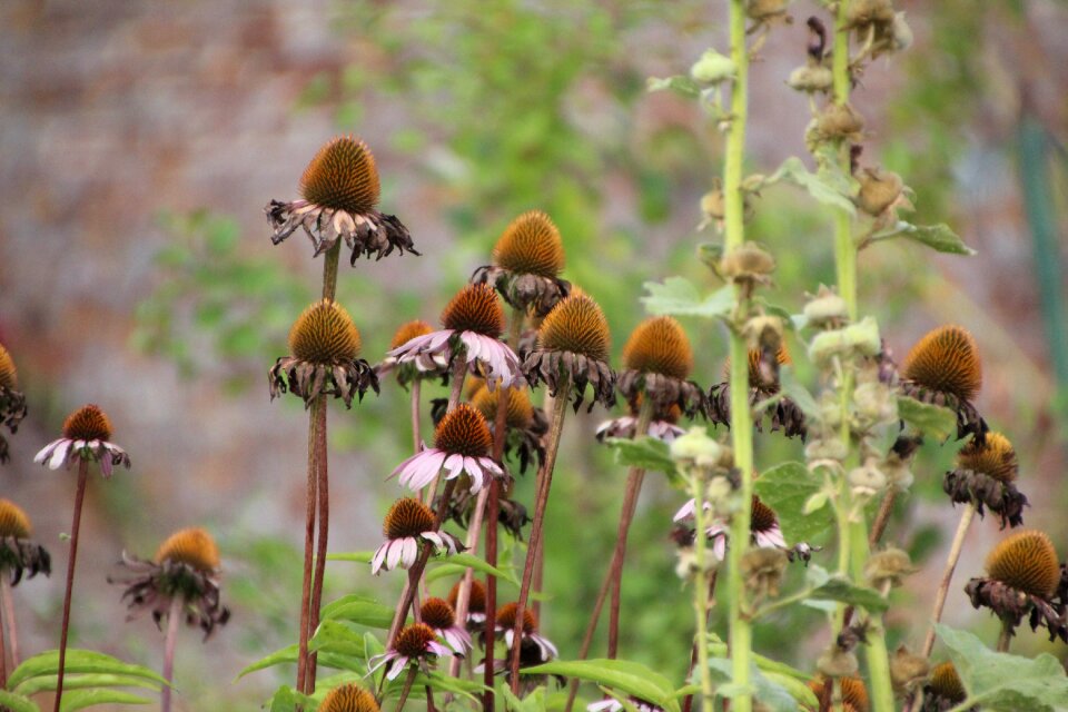 Cosmos faded flowers seeds