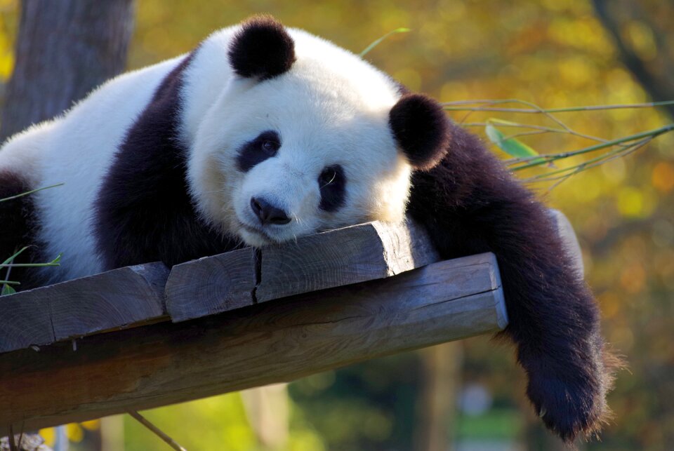 Zoo bear endangered