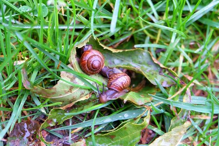 Nature snails slugs