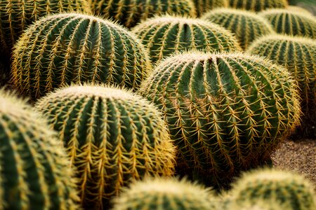 Cactus vitality green plants