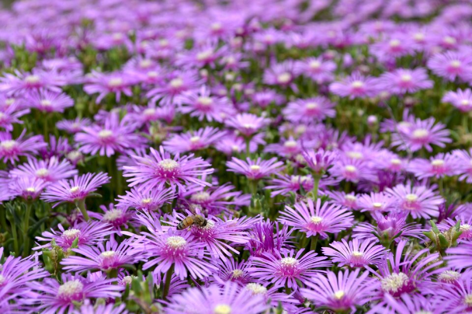 Petal flower garden gregariousness
