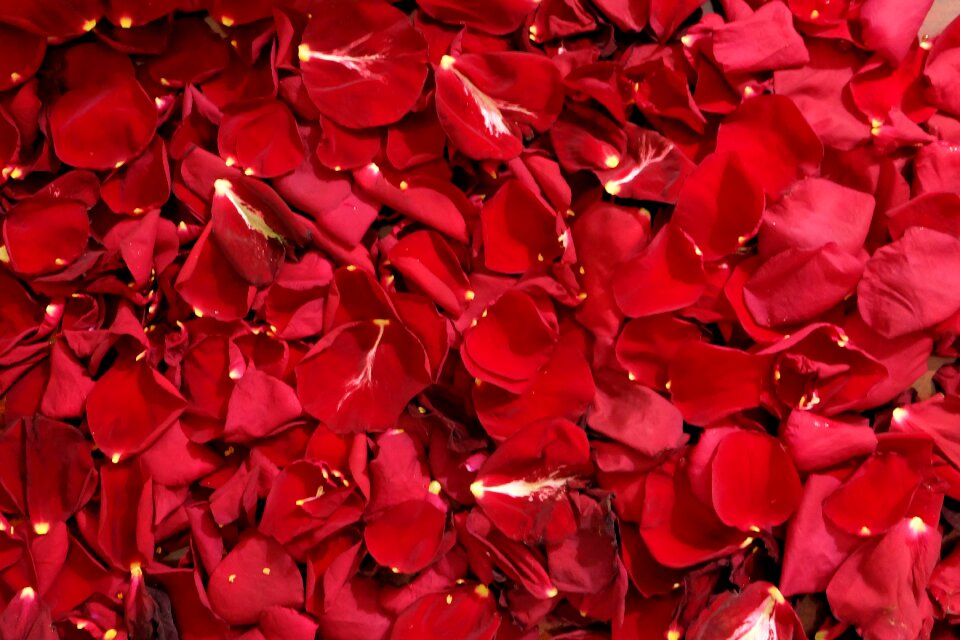 Macro roses closeup