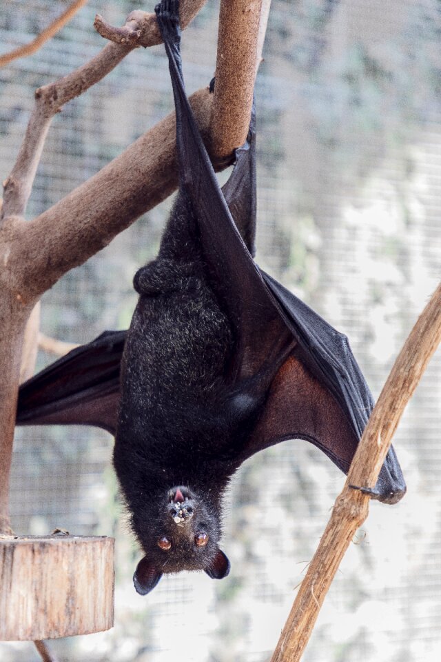 Mammal animal black
