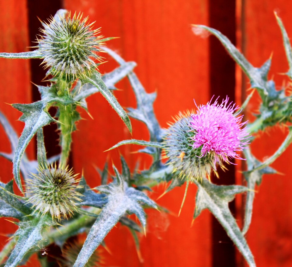 Plant garden nature
