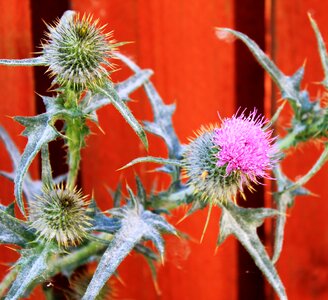 Plant garden nature