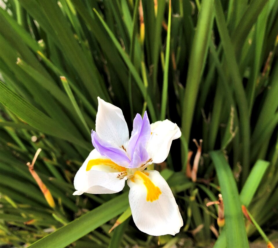 Garden leaf orchid