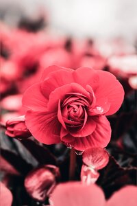 Nature blossom plant